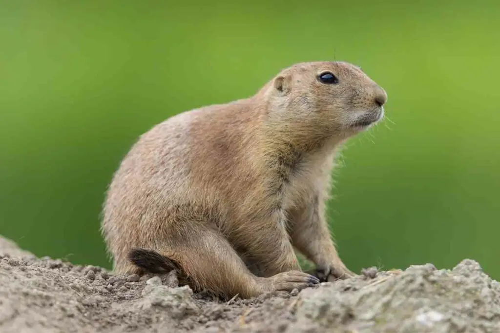 Black-tailed Prairie Dog, Cynomys Ludovicianus