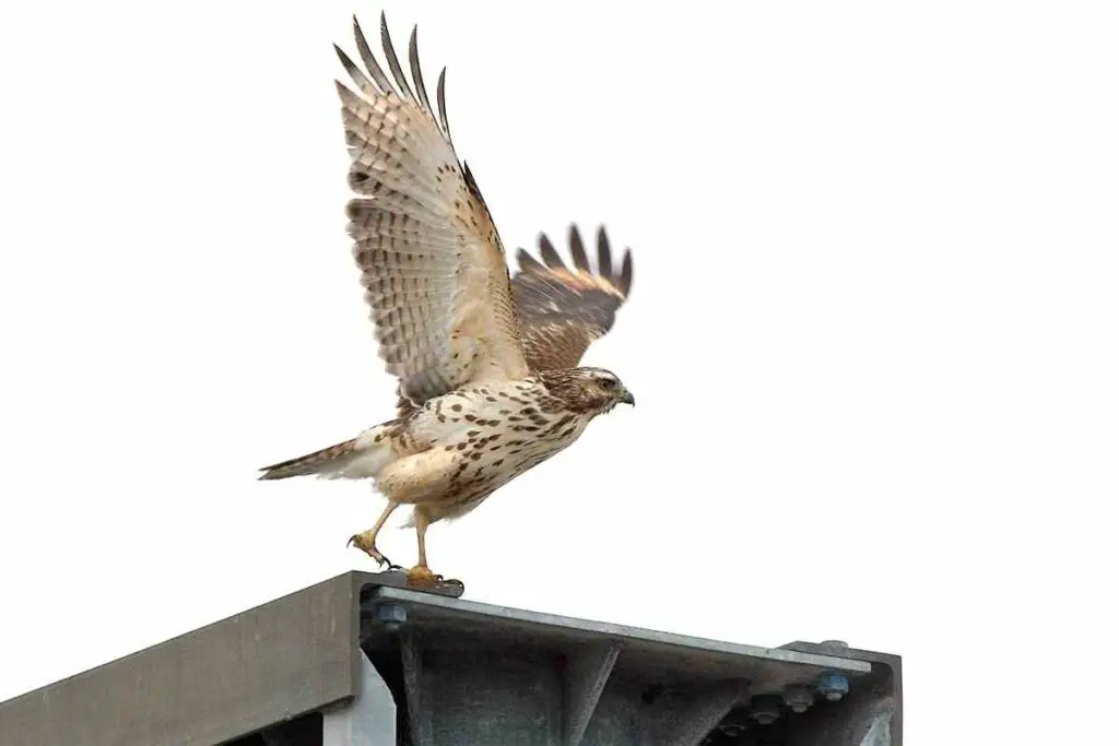 Broad-winged hawk in US