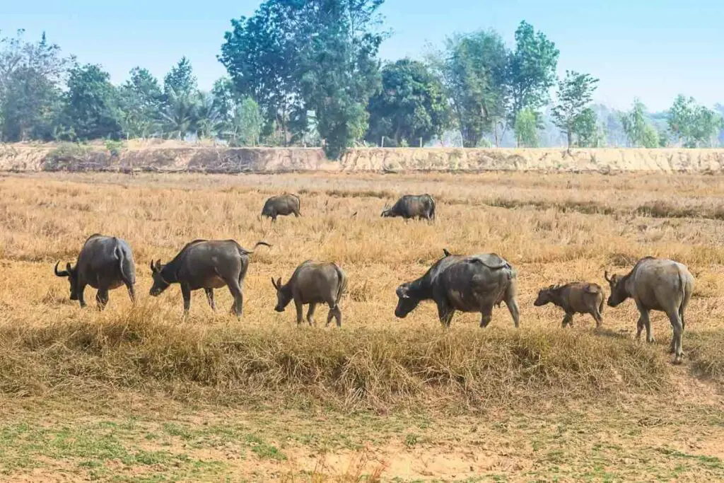 What Is the “dry Season” for Buffalo?