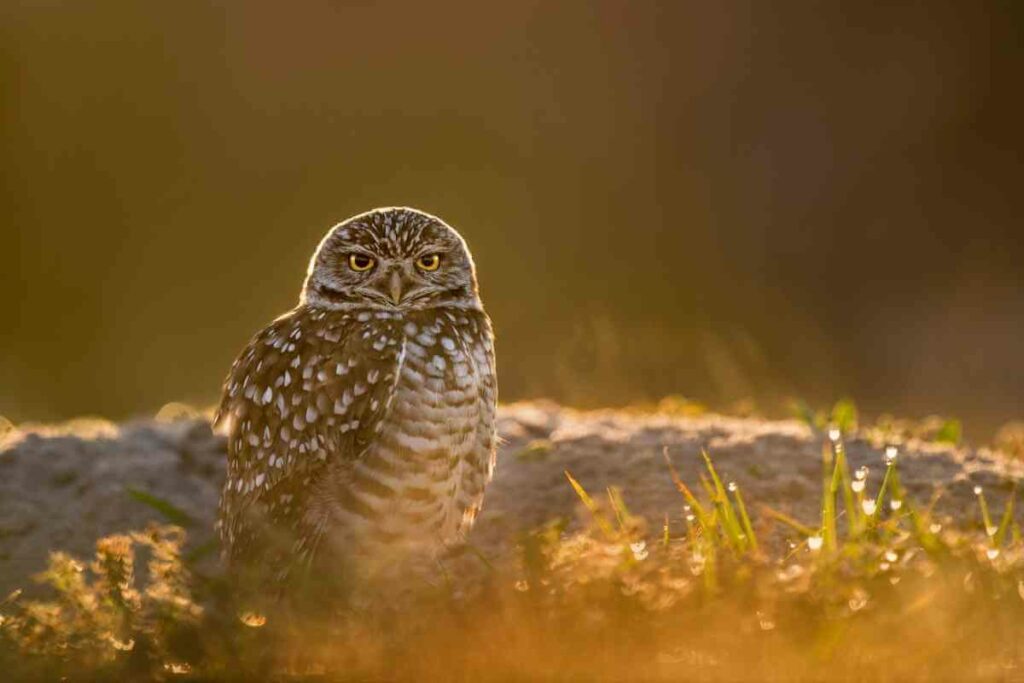 Burrowing Owl hoot