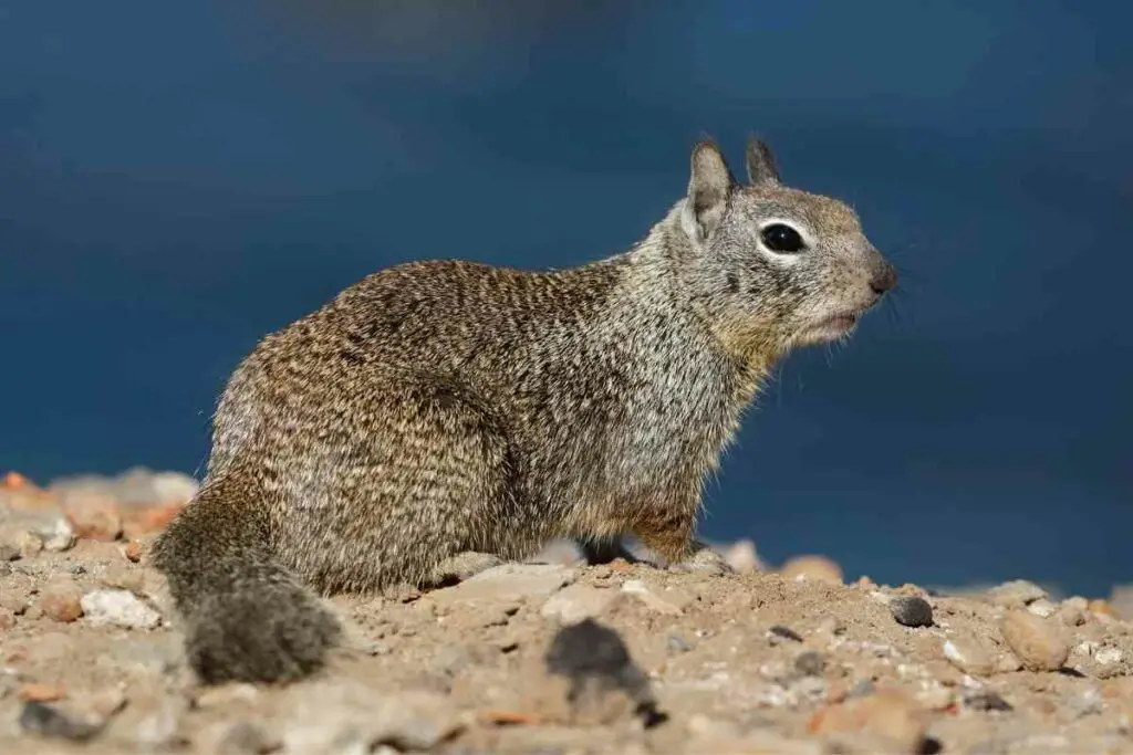 California Ground squirrel type in the US