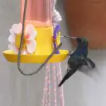 Can Hummingbird Nectar Get Too Hot?