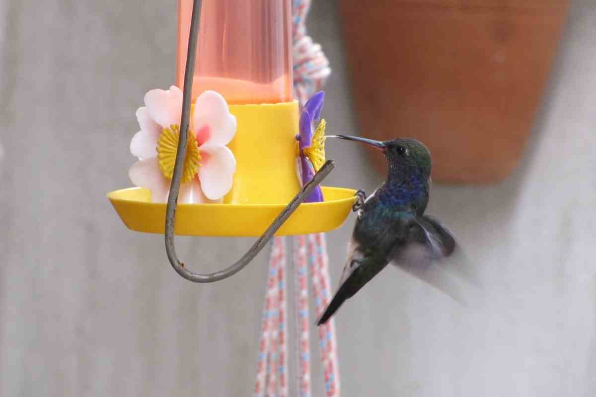 Can Hummingbird Nectar Get Too Hot?