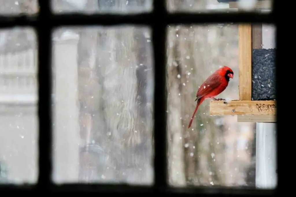 Cardinal at bird feeder winter