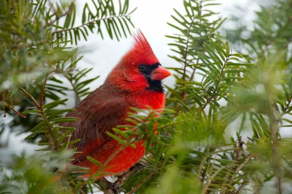 Cardinal sleeping habits