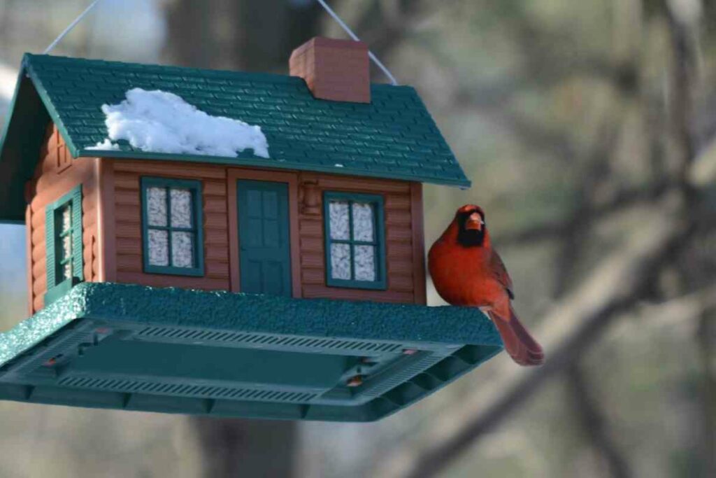 Cardinal sitting birdhouse