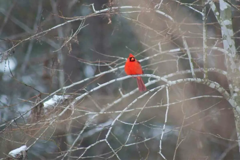 How Do the Seasons Change Where Cardinals Sleep?