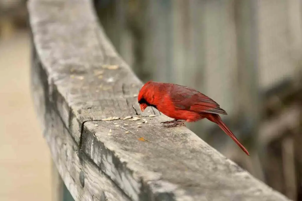Cardinal eating seeds outside