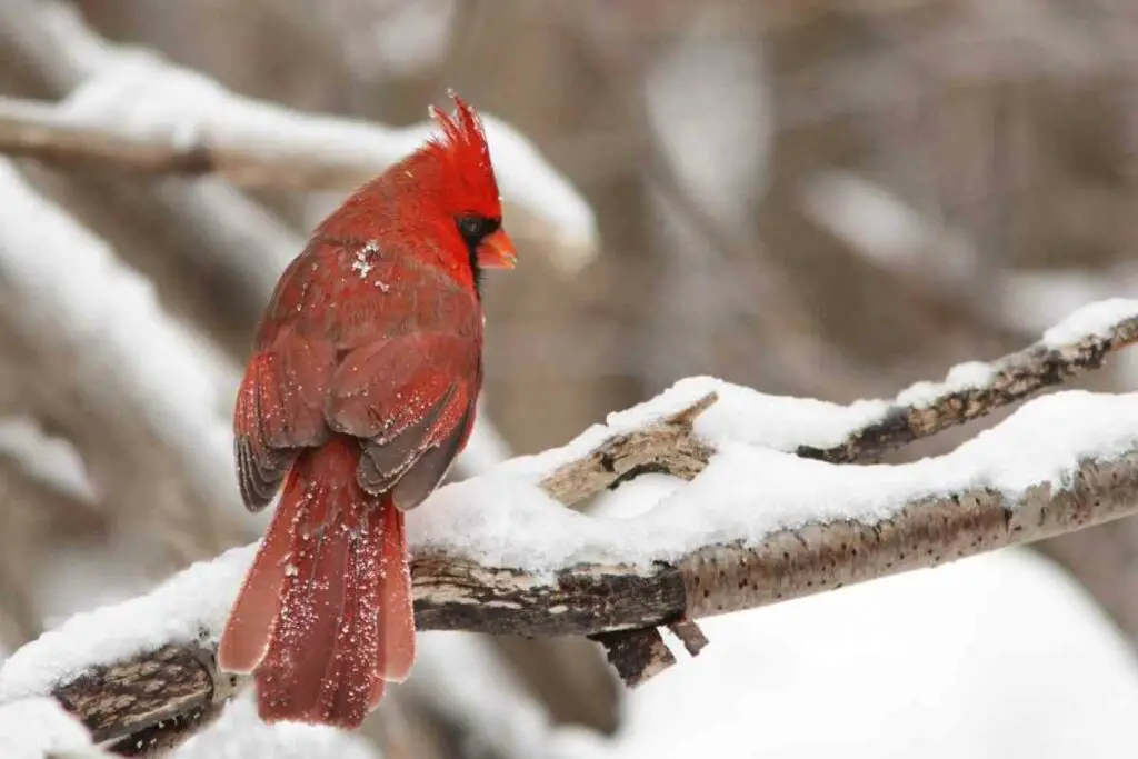 Cardinal in winter