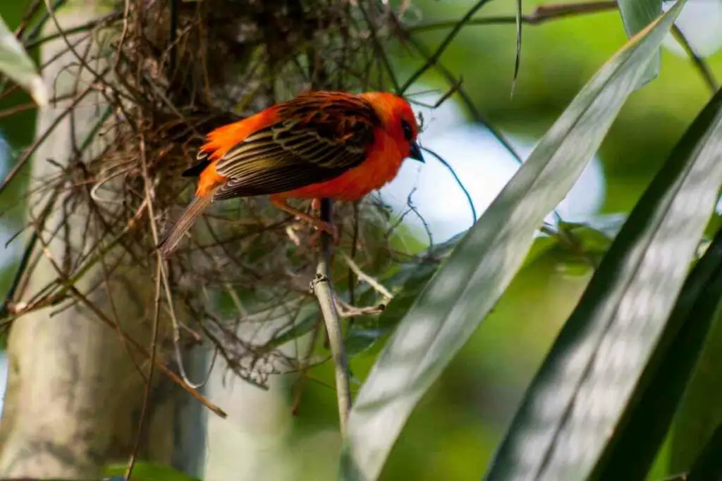 Do Cardinals Nest in Different Locations Based on the Season?