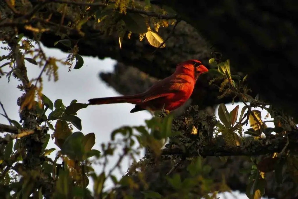 What Sorts of Places Do Cardinals Nest in at Night?