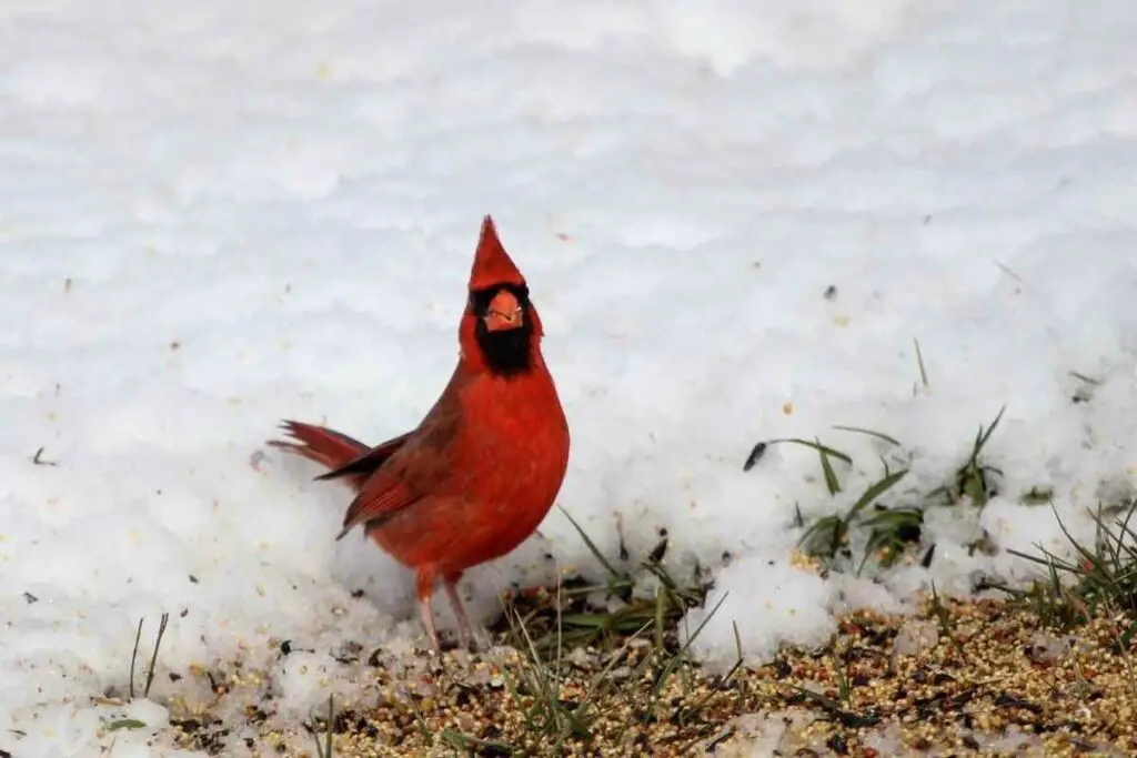 Cardinal surviving cold weather