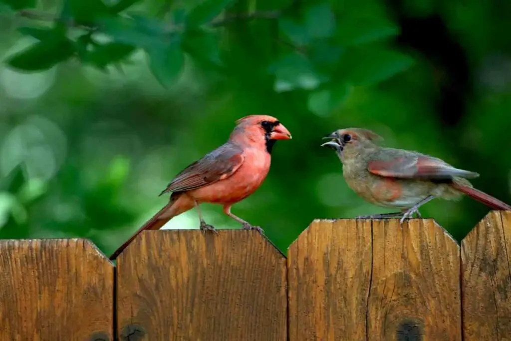 Do Cardinals Mate for Life?