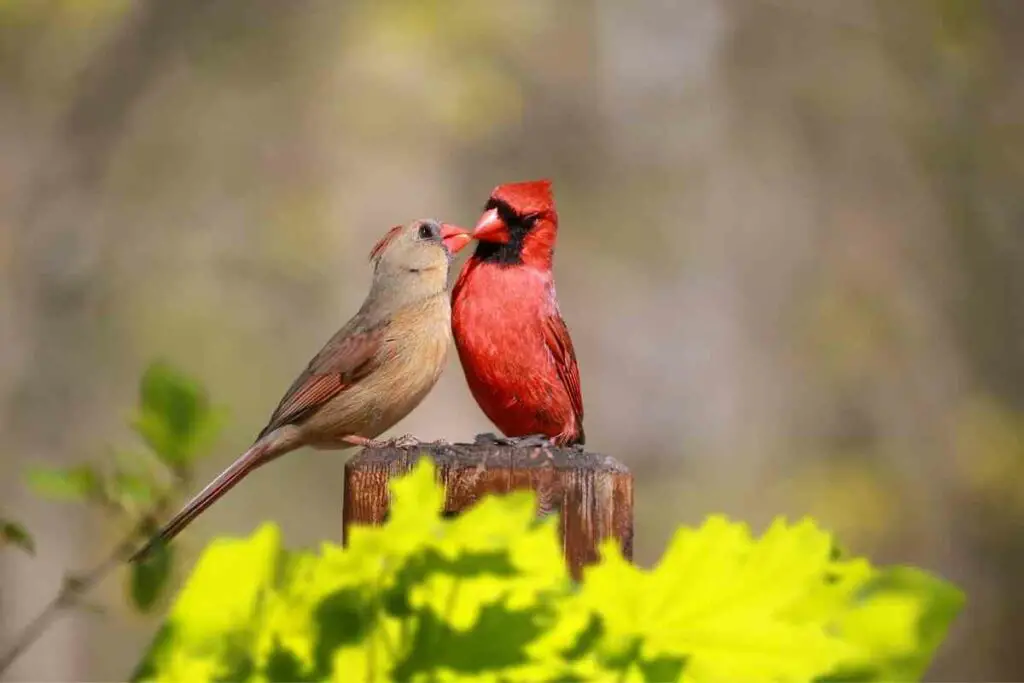 When Does Cardinal Courtship Feeding Occur?