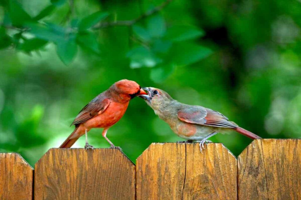Birds Cardinals kissing