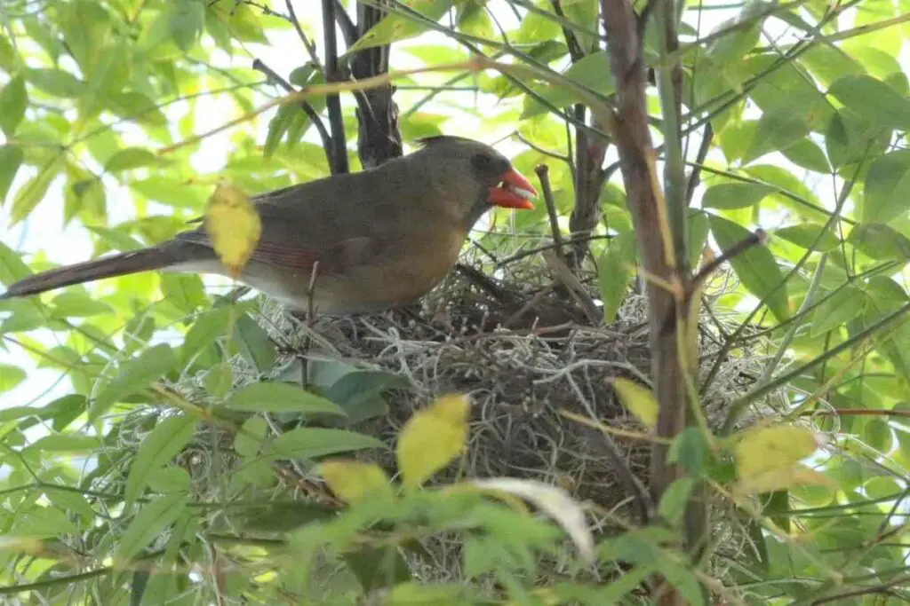 What Type of Environment Do Cardinals Nest in at Night?