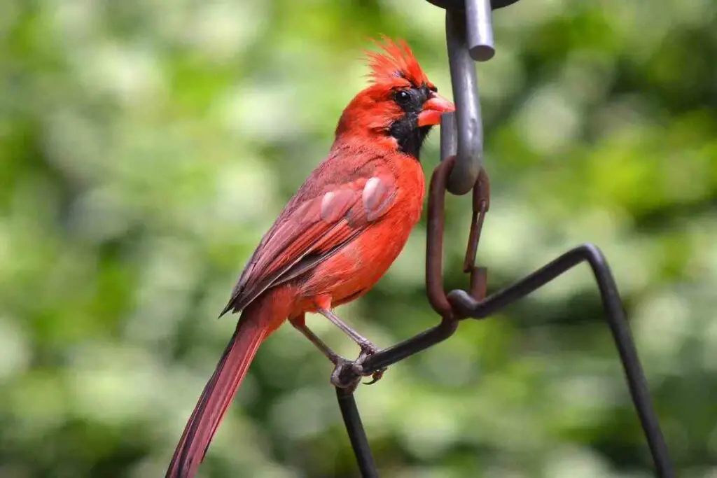 Red cardinal bird