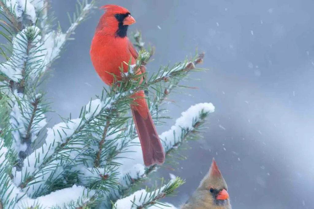 Cardinals surviving winter