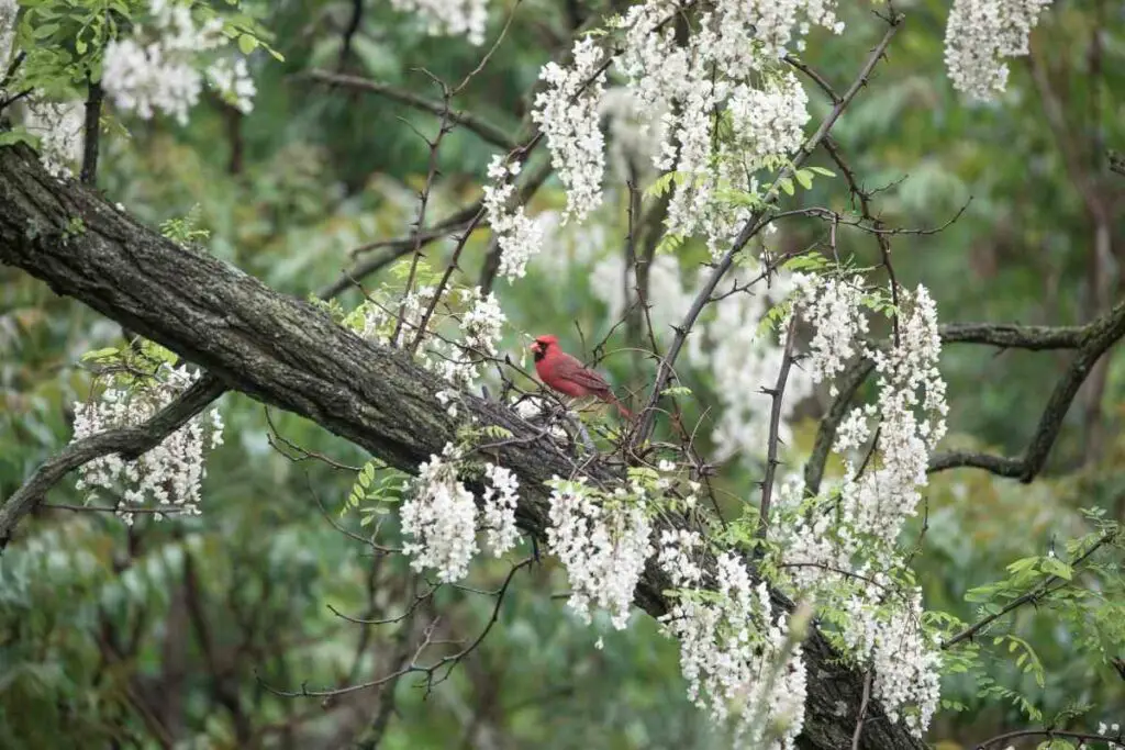 cardinal sleeping spot