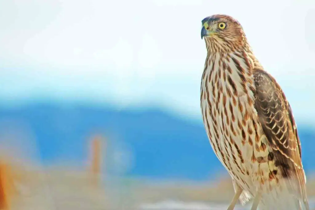 Cooper's hawk in US