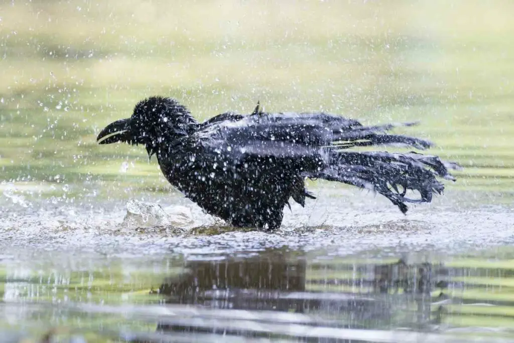 Crow bath time