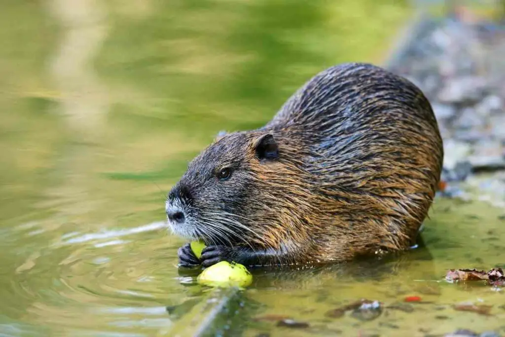 Deter muskrats from your pond