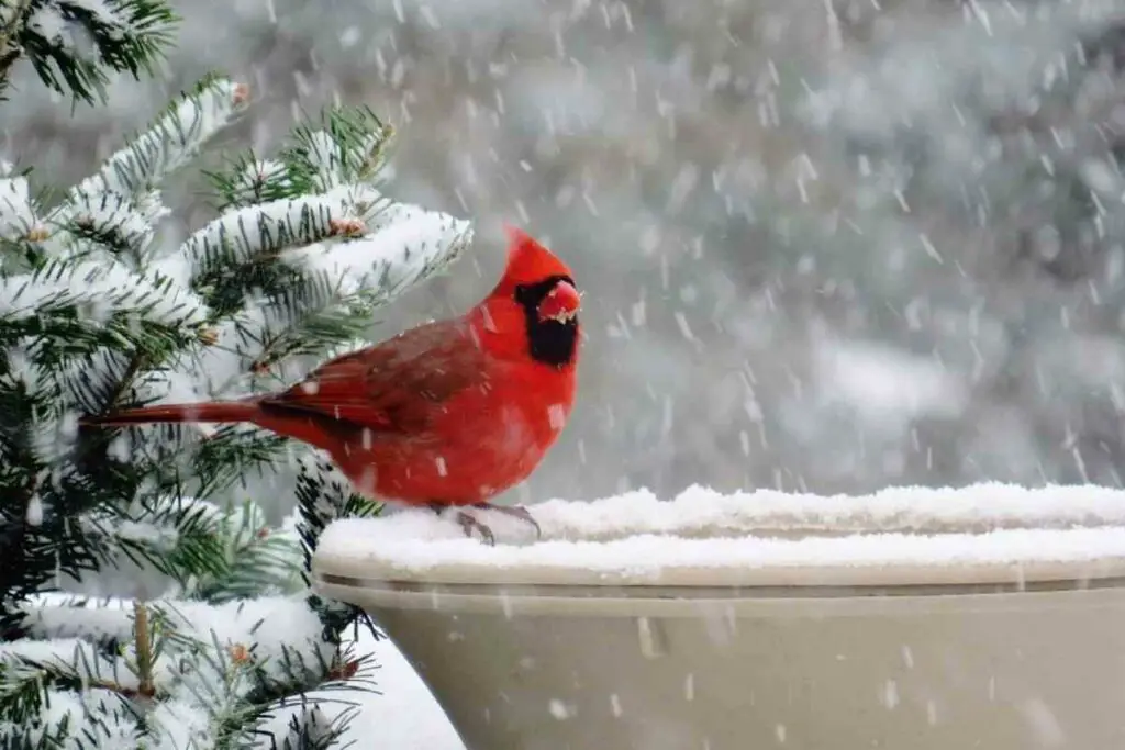 Do Cardinals Migrate In Winter?