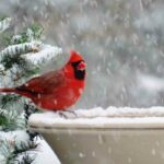 Do Cardinals Migrate In Winter?