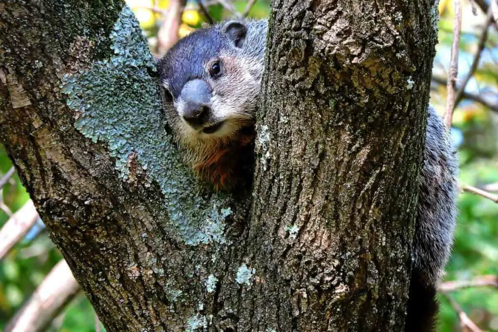 Do Groundhogs Climb Trees?