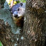 Do Groundhogs Climb Trees?