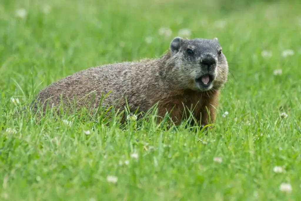 Do Groundhogs Eat Snakes?