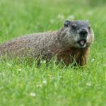 Do Groundhogs Eat Snakes?