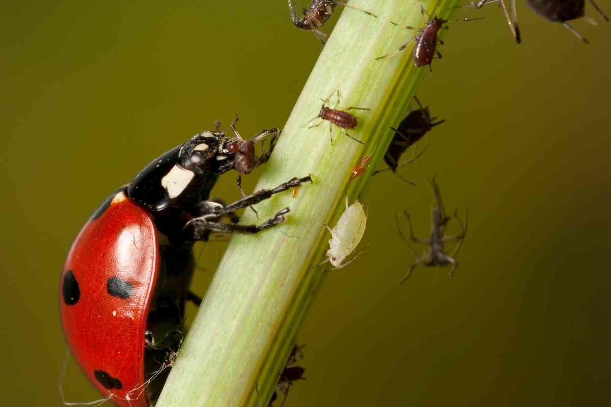 Do Ladybugs Eat Ants?