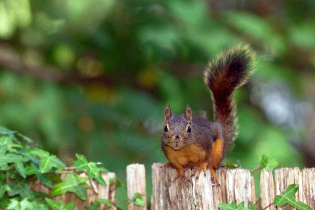 Douglas squirrel type in the US