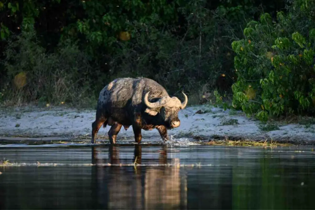 What Types of Roughage Do Buffalo Eat During the Dry Season?