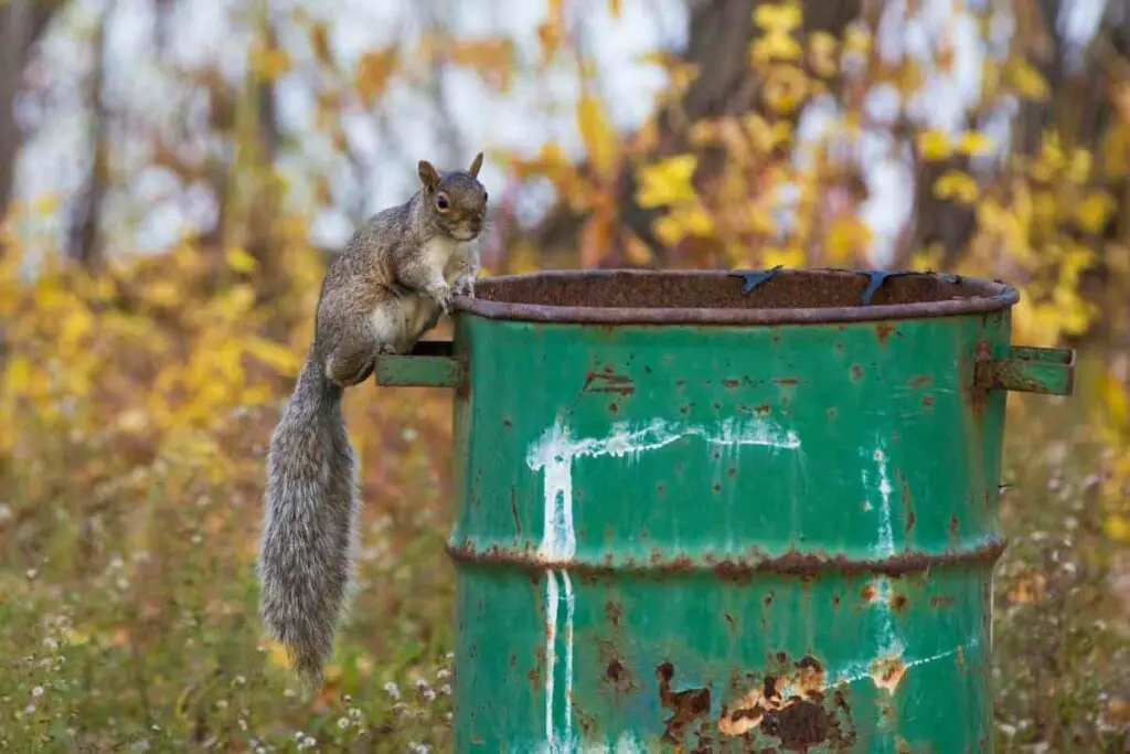 Eastern Gray squirrel type