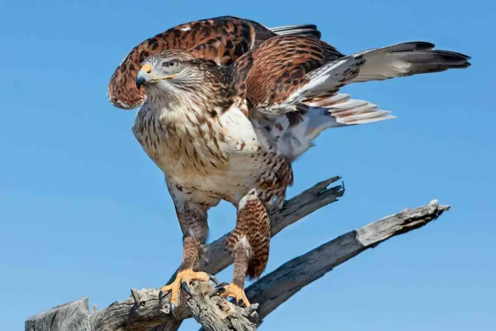 Ferruginous hawk in the US