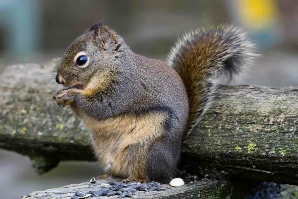 Fox squirrel type