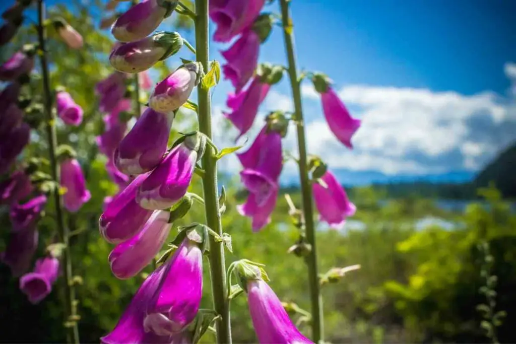 Hummingbirds love Foxgloves