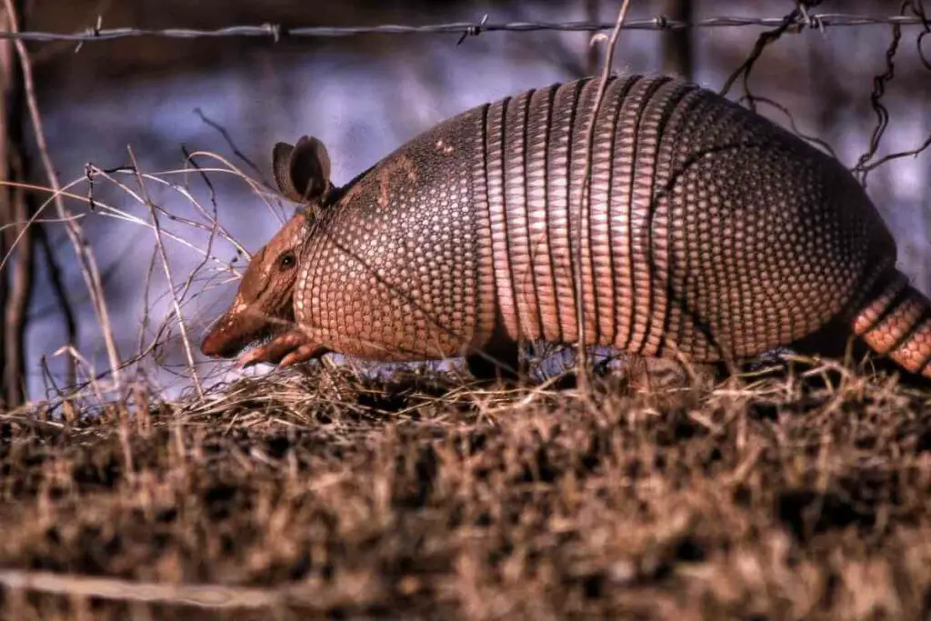 How to Get Rid of Armadillos in Florida