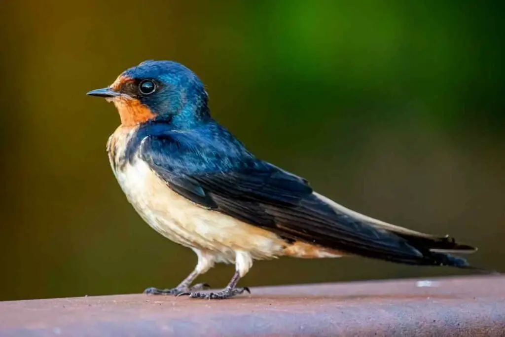 How to Get Rid of Barn Swallows