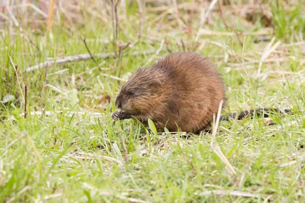 You can Get rid of muskrats