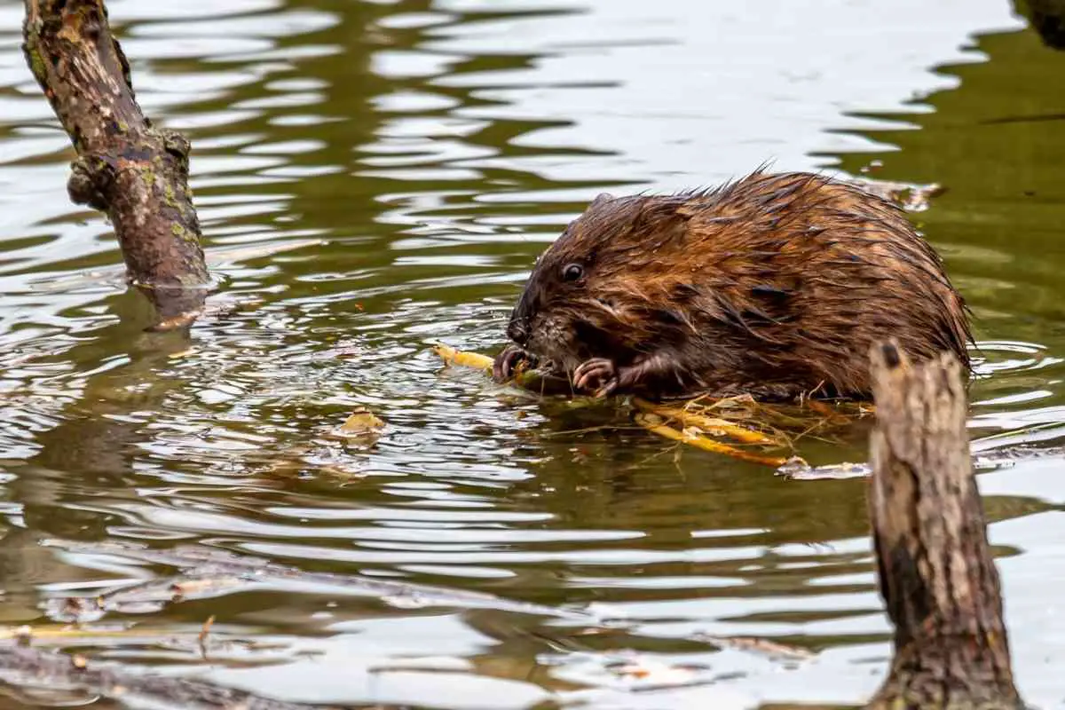 How to Get Rid of Muskrats in Pond - 5 Easy Ways