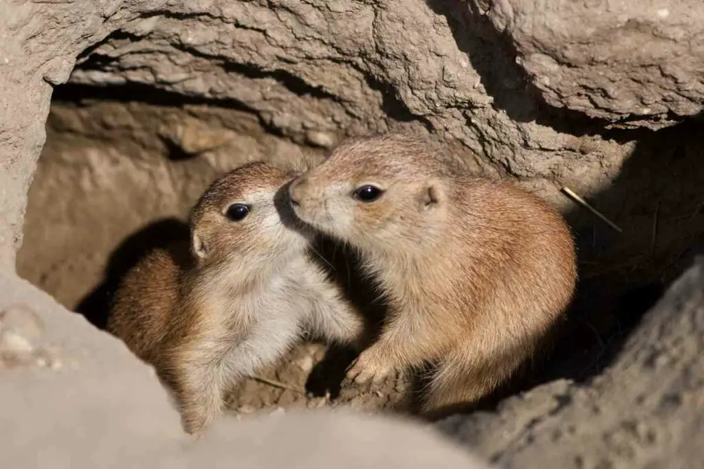 Prairie dogs in dirt