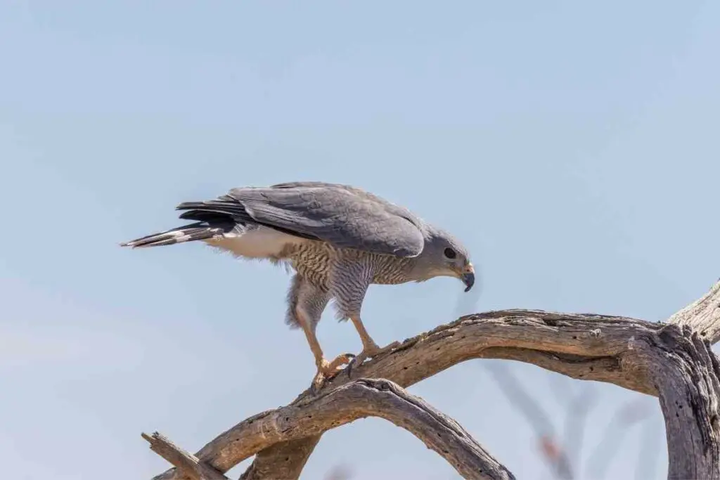 Gray hawk standing