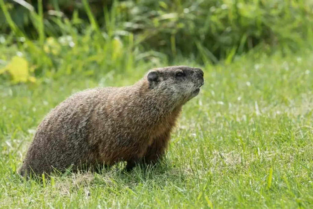 What Attracts Groundhogs to My Yard?