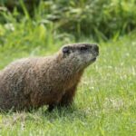What Attracts Groundhogs to My Yard?
