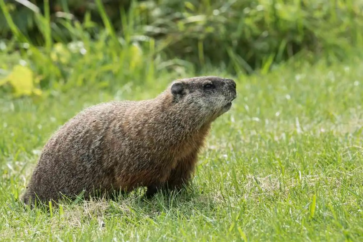 Do Groundhogs Come Out In the Rain? (Groundhog Behavior)