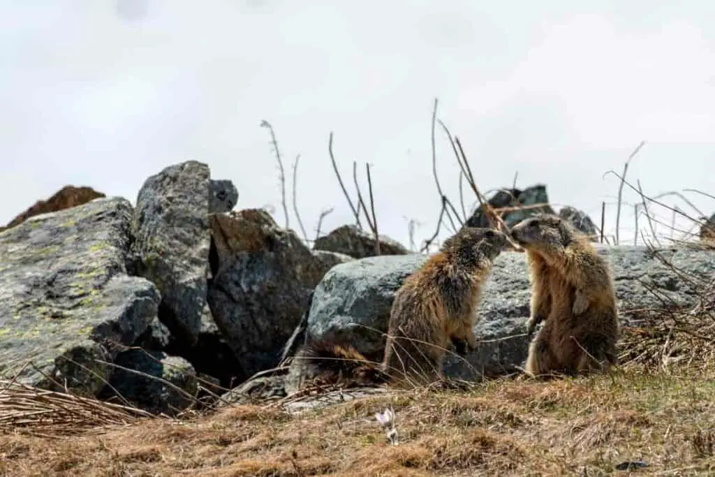 Groundhogs fight