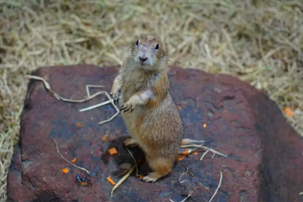 Are Groundhogs Dangerous?